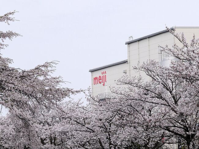 ■愛知県稲沢市の日光川から須ヶ谷川堰堤にかけて、そして平和中央公園まで、約2800メートルにわたって桜の木が連なるこの場所は、まさに春の宝石箱です。<br />この美しい桜の列は、まるでピンクのネックレスのように連なることから、&#127800;サクラネックレス&#127800;と呼ばれています。&#127800;<br /><br />■その中に、八重桜&#127800;が中心となる約30種類の桜が楽しめる遊歩道があります。この日光川の中央部分の桜は、他の場所よりも遅く咲くように配置されています。<br /><br />■須ヶ谷川堰堤の桜並木は、特に圧巻で、両側1.5kmにわたって満開の桜が続きます。<br />遊歩道はゴム製の舗装が施されており、お年寄りや車椅子の方でも安全に楽しむことができます。<br /><br />■満開の桜、深緑の麦畑、そして天高く響くヒバリのさえずり。このコントラストが、春の訪れをより一層特別なものにしています。<br />春の暖かな日差しの下、&#127800;サクラネックレス&#127800;の美しさを堪能することができました。<br />この場所は、自然の美しさと静けさを求めるすべての人にとって、まさに理想的な場所です。来年もまた、この美しい桜の景色を楽しみにしています。&#127800;<br />