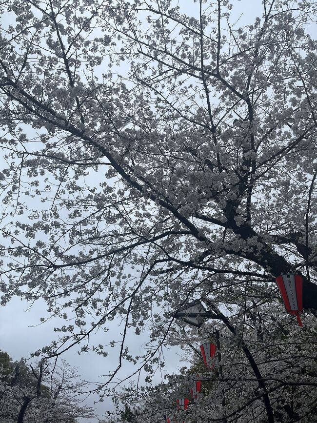 カナダからやって来た、お花が好きなAさん<br />この桜の季節に来たのに、桜を見ずに帰ってもらうわけにはいきません<br />その第2段です<br />今回は上野の桜はもちろんの事、花見をしてる人達も見に行ってきました<br />私も満開の時期に上野に来たのは、はじめてなので楽しみです