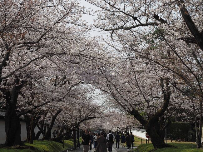 桜満開　京都・桜の名所　醍醐寺と宇治散歩