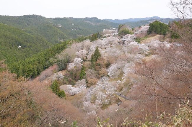 奈良＊吉野山の千本桜