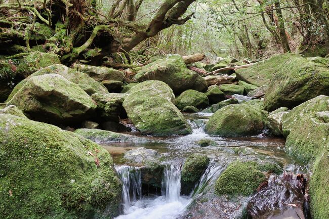 鹿児島から1泊2日で屋久島へ。滞在時間は30時間ほど。<br />旅行記は最低限の記録のみです。<br /><br /><br />＜基本情報＞<br /><br />■航空券<br />・JAL　株主優待割　9240円<br />　（01）03/30 JL3741　鹿児島(08:50)⇒屋久島(09:30)<br /><br />■高速船<br />・12200円<br />　（02）03/31 　屋久島(16:30)⇒鹿児島(18:30)<br /><br />■宿泊<br />・旅館たけすぎ<br />　１泊朝食無し 10,000円