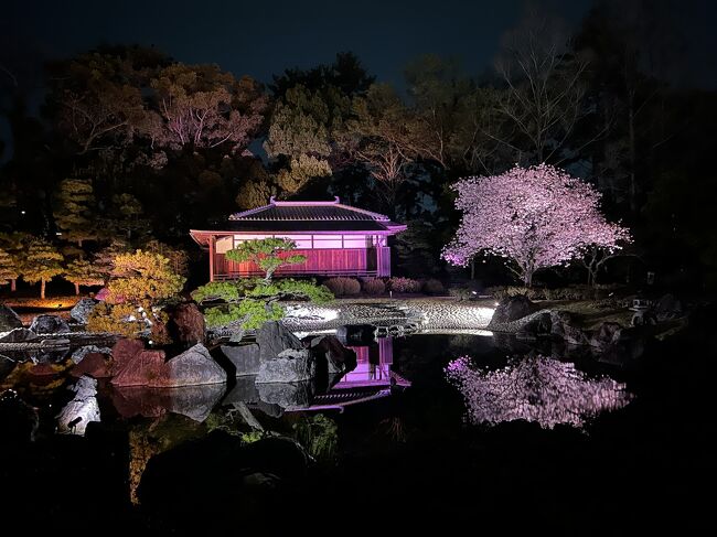 再就職先での四国出張帰りに、今月末で京都の長期出張中が満了になる嫁さんのとこに寄って、京都のお花見満喫します(^_^)<br /><br />先ずは烏丸御池の以前から目をつけてたイタリアンで夕飯済ませてから、二条城に夜桜とプロジェクションマッピングを見物に(^_^)<br /><br />「NAKED桜まつり 2024 世界遺産・二条城」のイベントが4/7（日）までやったんで、何とか間に合った(^_^;)