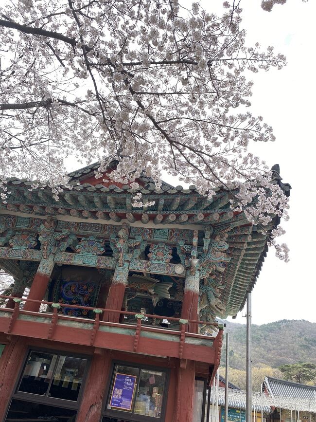 ミュージカルの日程と釜山のフォトジェニックな風景に魅せられ<br />釜山まで行ってきました<br />桜満開の良い時期で、ミュージカルも素敵だし<br />移動も便利だし　名物もあって観光も楽しめたので良き旅となりました<br /><br />こんなに桜があるのっていうぐらい桜並木が多かったです