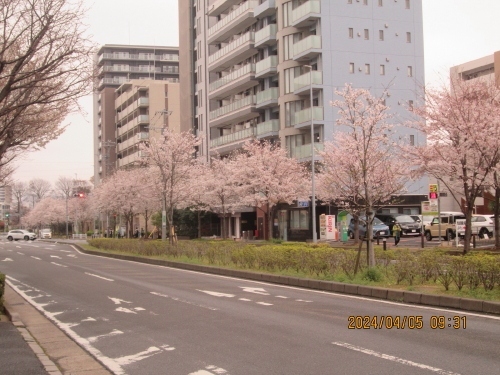 流山市のおおたかの森東・桜通り・染井吉野・2024年