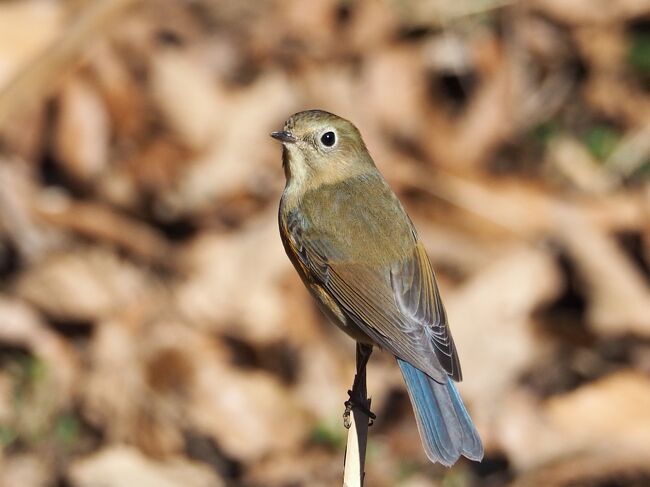 バードウォッチャーに人気の北本自然観察公園。自然の里山が残されたような公園です。12月から3月にかけて、ジョウビタキやルリビタキなどの可愛い冬鳥に会いたくて毎月のように訪れました。3月はキクイタダキを撮りたくて、3回も通ってしまいましたが（しかし写真はいまいち）そのおかげでレンジャクやシマアジ（←魚じゃない！）などレアな鳥にも遭遇できました。<br />便宜上、日付は最終日の3月24日にしています。<br /><br />ほぼ鳥ばかりの記録ですが、よろしければご覧ください～！