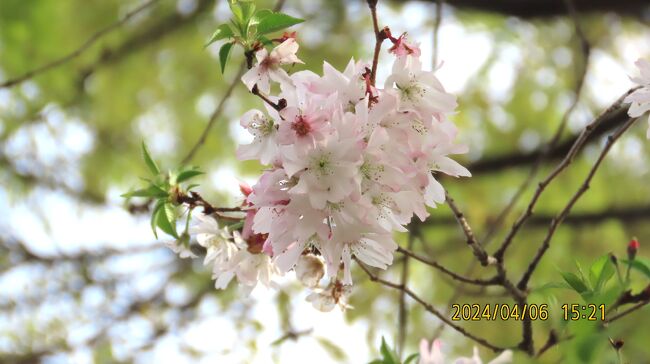 4月6日、午後3時過ぎにふじみ野市にある亀久保西公園に冬桜の二番花を見に行きました。　新緑を背景にした冬桜は美しかったです。<br /><br /><br /><br /><br />*写真は冬桜の二番花