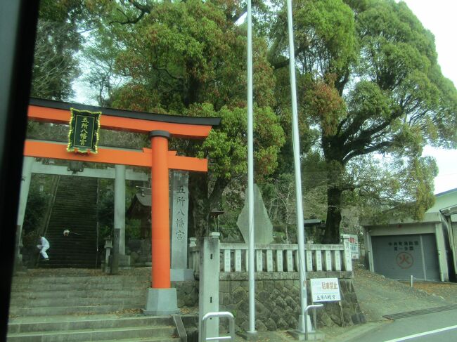 　神奈川県足柄上郡中井町遠藤に鎮座する五所八幡宮は二宮発のバスが中井町役場入口に向かう片道だけ通る場所である。<br />　昨年はソメイヨシノの花が咲き誇りソメイヨシノの神社かと思ったものだ。しかし、今年は周辺のソメイヨシノは満開であるが、ここ五所八幡宮では一輪も開花しておらず、僅かに右手に紅枝垂れ桜が見えるだけである。<br />　松本にある神社もソメイヨシノに囲まれていた。<br />　この地方では神社にはソメイヨシノなどの桜を植えるのが一般的なのか？<br />（表紙写真は五所八幡宮）