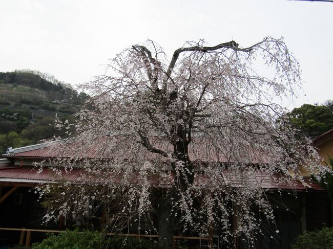　JR山北駅前の商店街か切れる辺りの町外れにある民家に枝垂れ桜が植えられており、気に掛かっていた。<br />　今日はわざわざその枝垂れ桜を見に出掛けた。<br />　しかし、こんな神奈川県の山奥に位置する山北町ではソメイヨシノが植えられているだけであり、枝垂れ桜の文化など皆目ない。それはJR山北駅裏のソメイヨシノの桜並木を見れば誰にでも分かることだ。<br />　町外れで、物流倉庫などが建つ場所である。この和洋折衷のお宅は関東大震災（大正12年（1923年）直後に建てられた平屋の住宅であろう。その家の庭に1本だけ枝垂れ桜が植えられてあるとなると、咲いた時はどんな姿であろうか？と思うのが枝垂れ桜好きの人なら当然のことだ。<br />　しかし、この地域では枝垂れ桜の文化が皆無であることの方が勝っていた。<br />（表紙写真は町外れの民家の枝垂れ桜）