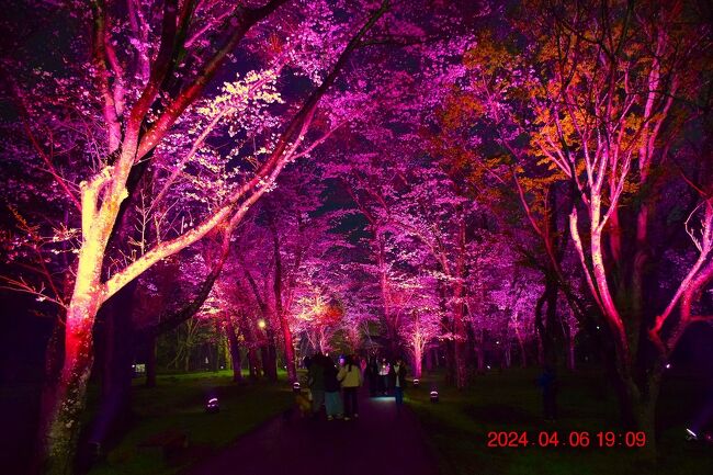 千葉県内で唯一の『日本100名城』の佐倉城は、地元では約50品種1000本以上の桜が咲く桜スポット。<br />今年の桜も満開が近づいたところで、今年初めて開催された『佐倉市市制施行70周年記念事業 佐倉城址のさくらライトアップ』に足を運んでみました。<br /><br /><br />『佐倉城址のさくら』（佐倉市市制施行70周年記念事業）<br />https://www.city.sakura.lg.jp/tourism/3/15861.html<br /><br />開催期間：2024年3月28日（木）～4月10日(水)<br />時間：18：00～21：00
