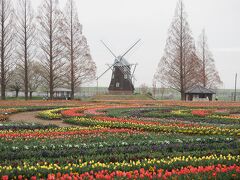 あけぼの山農業公園の桜とチューリップが同時に楽しめます！　４月７日現在桜は満開まであと1～２日！　大堀川リバーサイドパークは今日からほぼ満開