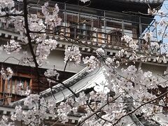 広島城の桜とひろしま美術館