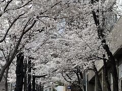 第52回文京さくらまつり開催中の播磨坂でお花見