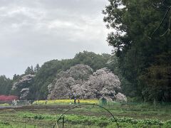 ソメイヨシノの開花が遅れ、ヤマザクラの開花が例年通りだったので、印西市の小林牧場の桜並木と吉高の大桜を同日に観賞しました。