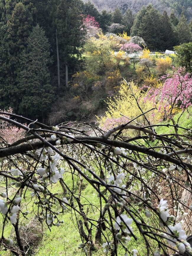 三又の花はオレンジ色の花です。杉林の中に、群生していました。帰りに豊田市にある上中のしだれ桃も満開の為、寄り道をして、最高でした。レンギョの花の黄色、しだれ桃の赤、ピンク色、春の訪れを感じる1日でした。