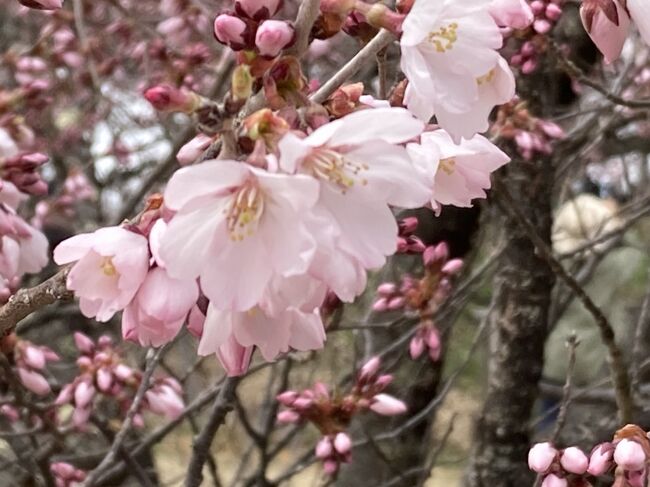 今年の桜開花は難しく、やっちまった！トホホ(&gt;_&lt;)<br />弘前城、吉野山と並び三大桜名所と言われる高遠の桜。<br />『高遠城址公園』さくら祭りは開花が遅くて、失敗デス。行った当日が開花宣言でした(・_・;)