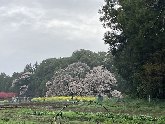 今年はソメイヨシノがなかなか咲かない。咲かないうちにヤマザクラの花が咲き出した。では週末に、小林牧場の桜並木と吉高の大桜の２つ一緒に花見をしてしましょう。