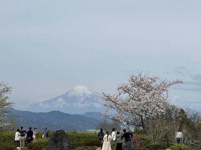 枝垂れ桜が満開と聞き、ずっと行ってみたかった久能山東照宮詣へ<br />お天気にも恵まれて、最高の日帰り旅行になりました♪<br />冠雪した富士山と桜は絶景ですねぇ！<br />