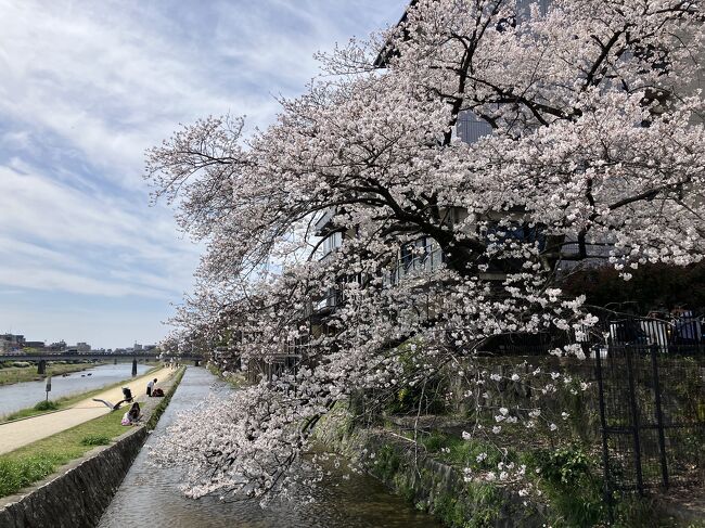 2023年の桜は、ものすごく早く咲いただけでなく、長々と美しい咲きようをキープしてくれたので、1-2週間くらいずっと、楽しめました。<br />2024年は、咲きそうになった後に、寒さが戻り、毎日のように雨が降り、だから、なたね梅雨を抜けた後の気温上昇で、一気に満開へと咲き切ってしまいました。<br />今の咲き具合からすると、おそらく長くは持たないだろうな、と思わせられます。<br /><br />それゆえ、桜満開の日曜日なんて、混雑が怖くて、絶対に出かけない私なのですが、明日からはまた、旅に出るし、今日のうちに、今年の桜をしっかり見たいなと思いました。<br />もう一つは、やたらめったら、早歩きがしたい。<br /><br />なぜなんだろうと、振り返ると、先週の五日間の旅が、雨にたたられたため、運動不足が続いてしまったので、身体が運動を求めているようです。<br /><br />とはいえ、あんまり時間もないので、今日は、朝8時には家を出て、12時半には帰宅するという、速攻、4時間余りの半日コースで、京都を歩き回りました。<br /><br />私の旅のデスティネーションを決めるときに、エネルギーをくれているのが、ケータイ国盗り合戦のゲームなのですが、最近、さらに加わったツールが、「ANAポケット」です。<br /><br />スマホの歩数計のアプリは、例えば、自宅で映画を見ながら、エアロバイクをこいで運動しても、自宅でエアロビクスをしても、ズボンのポケットにスマホを入れておくと、歩数を加算してくれるのですが、ANAポケットのアプリは、GPSの軌跡で、移動距離を計算するようで、GPS的に移動しないと、ポイントは加算されません。<br /><br />それも歩き、自転車、車、電車、モノレール、飛行機などの手段別に計算してくれます。<br />ANAポケットを始めてから、「今日は、何で移動して、ポイントを稼ごうかな」と朝の寝床で考えて、ポイント欲しさに、電車に乗ったり、マイカーを運転したりという動機のエネルギーをもらえるようになりました。<br /><br />加えて、ANAポケットには、「チャレンジ」があり、例えば、今日は、「花見のスポットに行こう」で、嵐山を選び、「新幹線の停車駅に行こう」で京都駅を選び、「Jリーグのホームスタジアムに行こう」で、京都サンガのスタジアムを選びました。<br /><br />私の趣味で、もっとも興味のないのがスポーツ観戦なので、京都サンガのスタジアムがどこにあるかなんて、今の今まで、知りませんでした(笑)。<br /><br />亀岡駅の近くなので、JR嵯峨野線で、亀岡に行き、嵯峨嵐山駅から、嵐電嵯峨駅までウォーキングをして、嵐電と地下鉄で、京都市役所前まで行き、そこから木屋町通り沿いの桜を愛でて、京都駅へと戻ろうと、計画を立てました。<br /><br />亀岡駅では、帰りの電車まで、時間があったので、保津川下りの船乗りばの方へ歩いて、川沿いの桜を楽しみました。<br /><br />嵐山の人出は、そりゃあもうすごかったです。平日でも混むのに、満開の桜の日曜日なんて、行くもんじゃないですね。おかげで、一枚も写真を撮らずに、小走りに走って通過してしまいました。<br /><br />木屋町通りの桜は、その量的な贅沢さに加えて、人出は、そこまでひどくないので、そこここで写真も撮りながら、けど、とろとろ歩く人が多いところでは、小走りに走りながら、通り抜けました。<br /><br />と、河原町五条まで来たときに、ガクッと疲れが出てしまい、京都駅まではタクシーに乗りたいなぁと、思いました。今日に、エネルギーを使い果たすと、明日からの旅に影響が出そうですし・・・<br /><br />通訳ガイドの現役時代は、仕事がきつかったので、京都市内の自宅から、ホテルへの出勤は、たいていタクシーを使っていたので、京都市内でのタクシーには精通してました。<br /><br />京都って、昔は、どんな角っこでも、簡単にタクシーを捕まえられたんですよね。<br />それが、人出不足時代の今は、どうなったんだろうと、実験的な興味もあり、河原町五条の角っこで、しばし流しのタクシーを眺めていて、みごとに、空車がないことを悟りました。<br />まあ、特殊日ですから、当たり前かも知れません。<br /><br />そこで次に、タクシーGOのアプリの練習をしようと思い立ち、タクシーを呼んでみました。<br />私は、河原町通りの東側にいたのですが、手配されたタクシーは、南から上がってきました。それだと、反対車線に来るので、乗れません。<br /><br />慌てて、運転手さんへのメッセージを、「通りの東側にいます」と送りました。と、タクシーは、河原町通りから離れて、五条から南下する形で、やってきてくれました。<br /><br />運転手さんに聞くと、私の立ち位置が、河原町通りの東側か西側かは、アプリの位置情報からは分からないそうです。<br /><br />運転手さんは感じのいい方でしたが、料金を支払うときに、メーター料金900円に、迎車料金300円が加算されました。<br />今まで、このアプリを使ったのは、沖縄の那覇市だけだったので、メーター料金だけでいいと思い込んでたんですが、今、調べてみると、タクシー会社別に料金が違うんですね。<br /><br />なるほどと納得して、今日は、たった4時間の、速攻花見ですが、桜はみごとな満開で、午前中は、暑すぎることもなく、タクシーGOのアプリの勉強もできて、ANAポケットのポイントも稼げて、充実した半日でした。<br /><br />さあ、これから明日の旅行の準備にかかります。