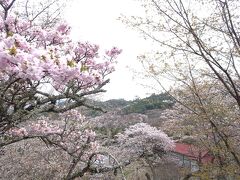 生涯一度は見たい吉野の桜