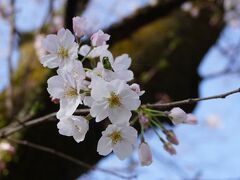 広見公園で満開の桜を見て来ました 2024.04.02