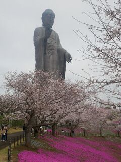 だいぶ2　満開　大仏　