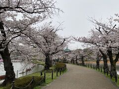 2024年4月　曇天の中、上野公園・飛鳥山公園で花見