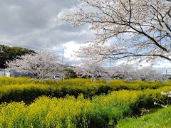 地元で花見