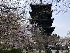 2024年3月　開花が遅れている京都の桜はどうでしょう？　その3（東寺と二条城の桜）