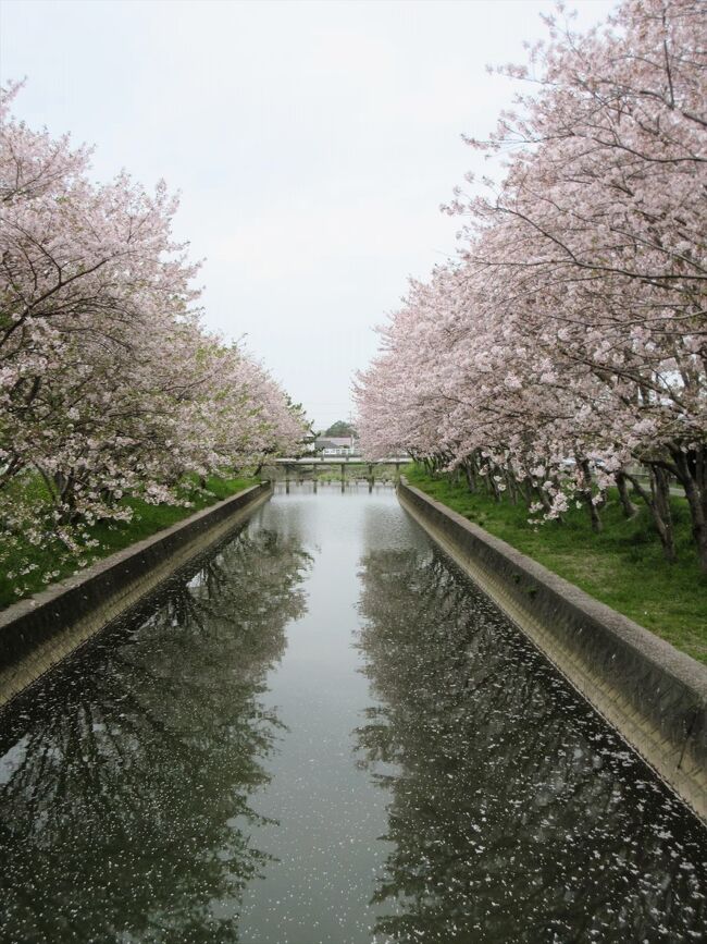 大牟田市内の桜の見どころを廻ってみました。<br /><br />(2024/5/16)