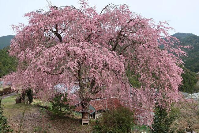 秘湯を守る会3つ目のスタンプは再び奈良県の神湯荘に行ってきました。<br /><br />実は前回行った際に、温泉はもちろん良かったのですが、桜の時期にひと部屋空室を発見し、即予約しておりました。<br />もちろん桜が満開の時期を狙っての事ですがバッチリ的中いたしました。<br />途中、藤原宮跡にも寄りましたが、本当は吉野山に行く予定が、あまりの混雑ぶりを予測して断念。これが正解でした！<br />藤原宮跡は吉野山ほど混雑していなかったのですが、素晴らしい菜の花畑に満開の桜を楽しむ事ができました。<br /><br />2日目も十津川村の七郎桜という、剣道７３５号線を神湯荘から更に７キロほど醜い道を進んだところにあります。<br />ですが、行った甲斐あり最高の桜を見ることができました。<br /><br />秘湯の旅としては同じ宿に連続で行ってるので参考にならないですが、桜の時期としては皆さんの参考になれば幸いです。<br /><br />ちなみに今回は新車の慣らし運転も兼ねて伺いましたが、今回の車は最高に乗り心地が良くすごく気に入りました！リッター23キロもこのクラスで走ってくれれば最高でしょう♪<br /><br />ちなみに表紙は七郎桜です。
