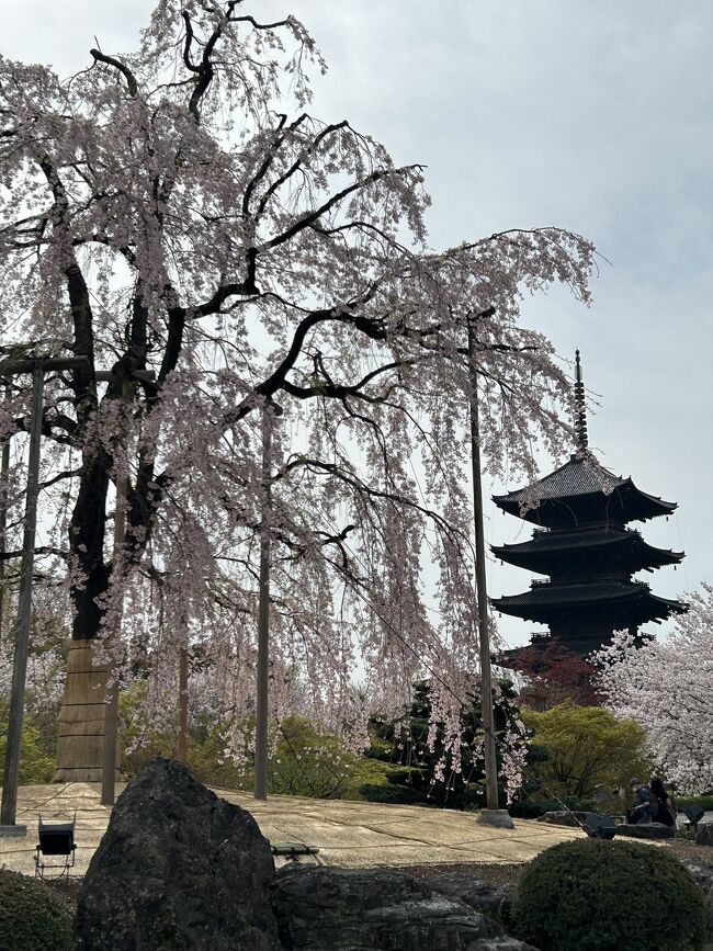 再就職先での四国出張帰りに、今月末で京都の長期出張中が満了になる嫁さんのとこに寄って、京都のお花見満喫します(^_^)<br /><br />翌日曜日はお天気もよくお花見日和！<br />先ずは目の前の東寺さんに、混む前の朝一にお花見行って来ます(^_^)<br /><br />