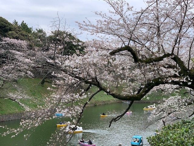 夏に武道館でライブがあって<br />その時初めて靖国神社お参りしたんですが<br />桜の時期にも来てみたいなと思ってたので<br />ちょうど満開の時に来られて良かったです。