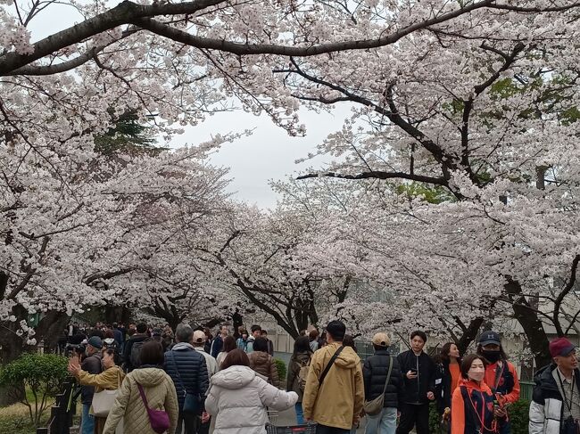今年は3月になって寒い日が続いたため、東京近郊でもソメイヨシノが開花したのが何と３月末日、満開は4月になってからです。ここ10年で最も開花、満開日が遅い状況です。今年の4月最初の土日は両日とも埼玉県の桜を巡ります。<br />初日は大宮公園、岩槻城址公園、伊奈町にある無線山の県東部、翌日は熊谷と行田の県北部を廻りした。公園に点在する多くの桜や桜トンネル、長距離に渡る土手沿いの桜並木と菜の花、城の桜と訪れたところすべてでほぼ満開、美し過ぎる絶景を楽しむことができました。<br /><br />-----------------------------------------------------------------------------<br />スケジュール<br /><br />★4月6日　自宅－（自家用車）大宮公園－岩槻城址公園－無線山桜並木<br />　　　　　－自宅<br />　4月7日　自宅－（自家用車）熊谷堤－忍城－古代蓮の里－自宅