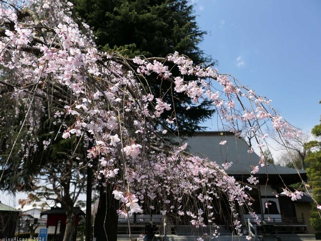 群馬県館林市の「普済寺」へ、枝垂れ桜を見に行きました。<br /><br />山門内の「家康公お手植えのサクラの根から育った枝垂れ桜」は、咲き進んでいましたが５分咲き手前くらいでした。山門の外、東の参道の脇、２本の大きな枝垂れ桜は満開で、少し散り始めていました。