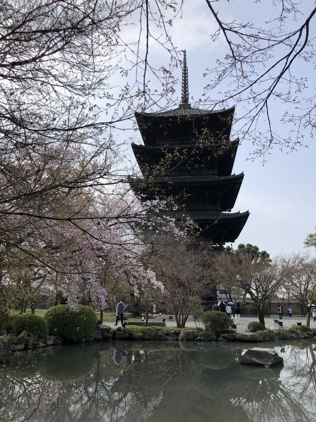 　久しぶりに京都に桜を見に行きました。ホテルを予約したのは去年の11月。桜の満開予測は3月末から4月前半。どっちだろう？とりあえずホテルは両方押さえました。2月末には十石船の予約もあったので、暖冬の影響で開花は早いであろうと予想し、この時期の京都行を決めました。ところが旅行１週間前になっても開花宣言が無くとうとう出発の日を迎えてしまいました。<br />　直前まで開花情報を調べながら旅の行程を考えましたが、中々開花したという情報は何処にもなく、ちらほら咲き出したところを何とか探し出し、あとは旅行中の好天でパッと咲き広がることを期待してピンポイントで回ってみることにしました。<br />　さて、桜は見られるのでしょうか。まぁ咲いてなくても京都を楽しめば良いか、そんな複雑な気持ちで決行した京都旅行でした。<br /> 3日目は「東寺の桜」と「二条城の桜」です。ネット情報ではつぼみ～咲き始めとあまり期待できなそうです。金、土とかなり暖かかったので、どのくらい咲いているのでしょうか。<br />　2日目の夕食から最終日の様子を紹介します。