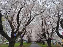 埼玉２０２４桜　【３】無線山桜並木