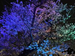 東京桜見物マルチエリア23000歩の旅　目黒川~スペイン坂~泉通り~紀尾井花の駅~千鳥ヶ淵