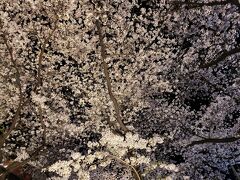 満開の桜 in 京都