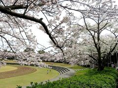 団塊夫婦の春の花散歩・２０２４続報