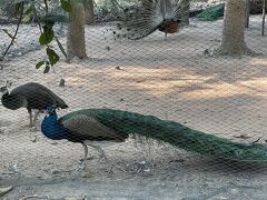 Angkor  Botanical Garden アンコール植物公園に行って来ました。