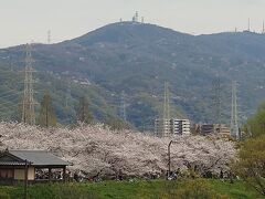 2024 お花見～満開の深北緑地にて