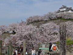 コロナ明けの津山城花見