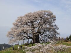 醍醐桜満開の記事を見て直ちに出動、早起きしたので渋滞無しで第3駐車場に到着15度目の逢瀬となりました