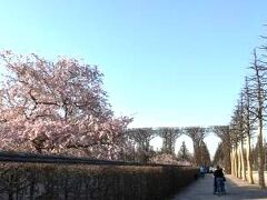 ハイデルベルグ郊外、シュヴェッツィンゲン城の桜は日本より早かったか？庭園でコウノトリに遭遇す。