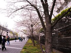 慶応大学に「桜咲く」