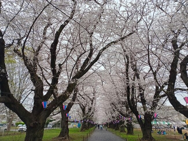 今年は3月になって寒い日が続いたため、東京近郊でもソメイヨシノが開花したのが何と３月末日、満開は4月になってからです。ここ10年で最も開花、満開日が遅い状況です。今年の4月最初の土日は両日とも埼玉県の桜を巡ります。<br />初日は大宮公園、岩槻城址公園、伊奈町にある無線山の県東部、翌日は熊谷と行田の県北部を廻りした。公園に点在する多くの桜や桜トンネル、長距離に渡る土手沿いの桜並木と菜の花、城の桜と訪れたところすべてでほぼ満開、美し過ぎる絶景を楽しむことができました。<br /><br />--------------------------------------------------------------------------------<br />スケジュール<br /><br />★4月6日　自宅－（自家用車）大宮公園－岩槻城址公園－無線山桜並木<br />　　　　　－自宅<br />　4月7日　自宅－（自家用車）熊谷堤－忍城－古代蓮の里－自宅
