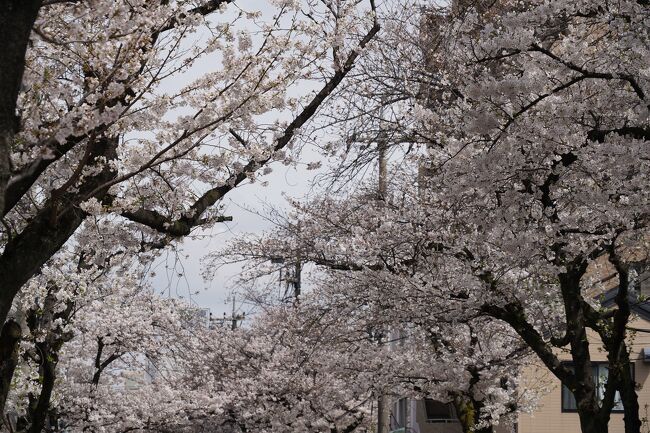 いつもの年よりだいぶ遅く、今年の染井吉野が満開らしい。どっか名所で人混みに紛れて…ってぇ気分では無いですけれど、近所の大踏切通りの桜並木ならゆっくり楽しめそうかな？お出かけついでにちょいと花見でも。