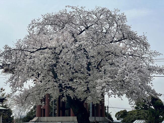 本当は金沢でのオフ会に参加したかったのだけど、所要で参加できず。。。<br />今年は桜の開花遅いので、この春は近所で花見をしてすごしました。<br /><br />先月はグランクラス乗って散財したので節約の春です。