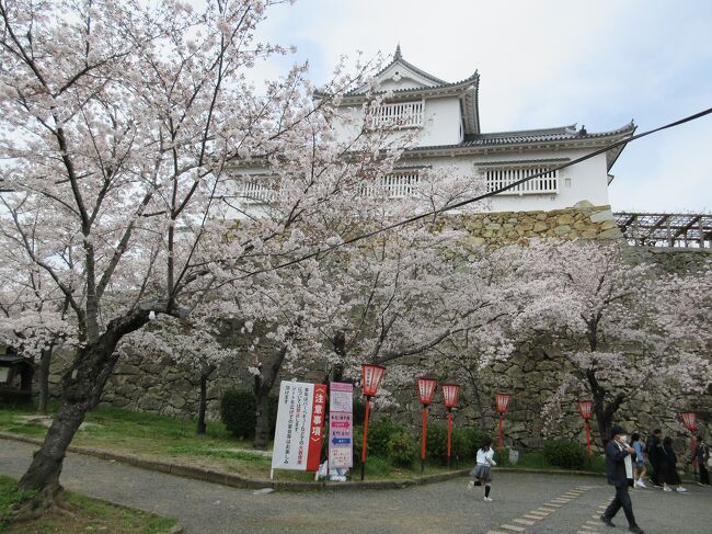 津山城跡（鶴山公園）で花見<br /><br />今年2024年の春は2月に暖かい日々がありましたが、3月後半は雨の日、寒い日々が多く、桜の開花が遅くなり、家内の提案で津山への小旅行を計画していたが、3月26日、29日（桜開花未だ）、4月初めにやっと開花で、3回延期して4月5日（金）に日帰り旅行を実施した。往は姫路から姫新線に入り、播磨新宮、作用で普通列車を乗換え、計画通りJR東津山で降りた。 Week Dayだが、春休み中で絶好の花見日和の為か、Localな各停の列車に立つ人が多数と言う異常事態だった。我々も播磨新宮ー作用間はDieselのOne Man Trainに立って移動した。東津山から城東とうふ茶屋（早瀬豆腐店）へ行き、珍しい豆腐会席の様なランチを頂いた。その後、出雲街道にある城東昔町家を見ながら30分掛けて津山城跡（鶴山公園）に行き、花見をした。約千本の満開の桜は綺麗で見ごたえが有った。春の日も注ぎ、最高の花見日和で、大勢の人々が桜を楽しんでいた。<br />帰途はJR津山駅から岡山へ快速、岡山からは新幹線「こだま」で姫路という路線を我々は取ったが、JR姫路駅では、大勢の外人が姫路城と桜見物の後か、新幹線「のぞみ？」を待っていた。<br />津山は阪神間から姫新線でも岡山経由でも３時間超えとなるが、津山城址と桜は一見の価値があると思えた。<br />Yorky<br />