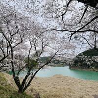 古座川の桜と潮岬～熊野那智勝浦ドライブ女子旅